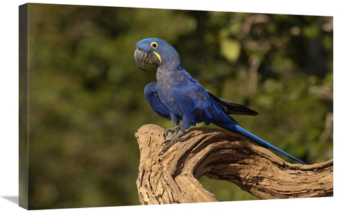 Global Gallery GCS-453175-2030-142 20 x 30 in. Hyacinth Macaw Portrait