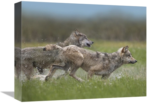 Global Gallery GCS-396345-1216-142 12 x 16 in. Gray Wolf Pair Running 