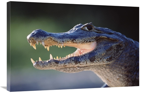 Global Gallery GCS-451485-2436-142 24 x 36 in. Jacare Caiman Portrait&
