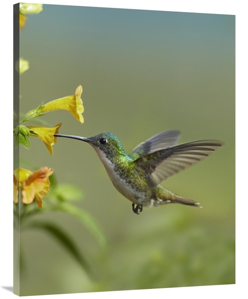 Global Gallery GCS-396611-3040-142 30 x 40 in. Andean Emerald Hummingb