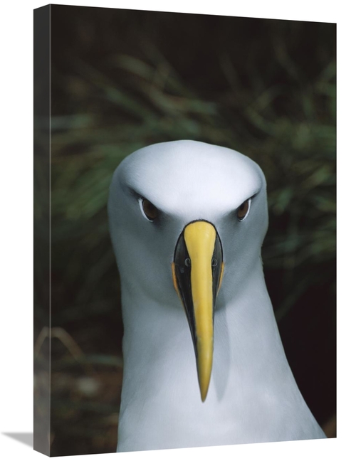 Global Gallery GCS-451659-1624-142 16 x 24 in. Bullers Albatross, 