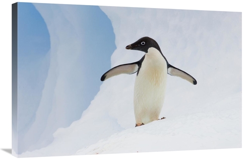 Global Gallery GCS-395816-2436-142 24 x 36 in. Adelie Penguin on Icebe