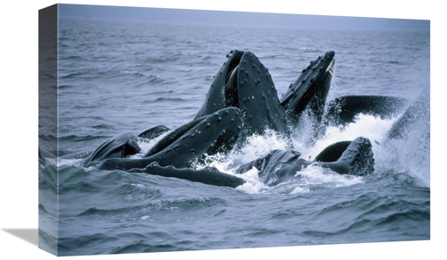 Global Gallery GCS-450934-1218-142 12 x 18 in. Humpback Whales Gulp Fe
