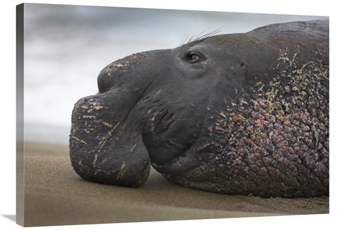 Global Gallery GCS-452209-36-142 36 in. Northern Elephant Seal Bull&#4