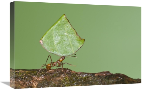 Global Gallery GCS-397305-1624-142 16 x 24 in. Leafcutter Ant Carrying