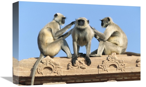 Global Gallery GCS-398101-1218-142 12 x 18 in. Hanuman Langur Three on