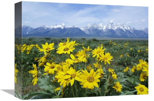 Global Gallery GCS-452197-1216-142 12 x 16 in. Balsamroot Sunflower Pa