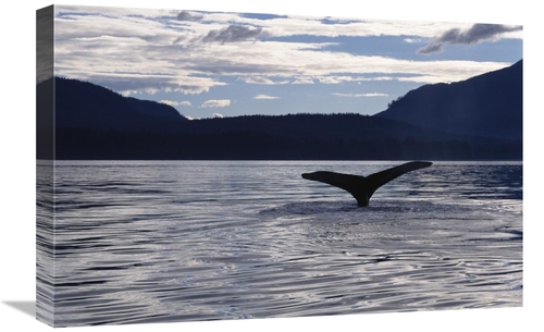 Global Gallery GCS-450806-1624-142 16 x 24 in. Humpback Whale Tail At 