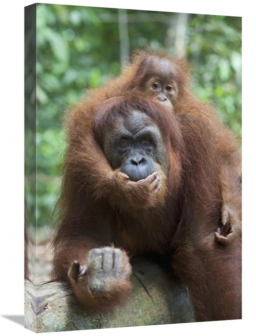 Global Gallery GCS-395870-1624-142 16 x 24 in. Sumatran Orangutan Moth