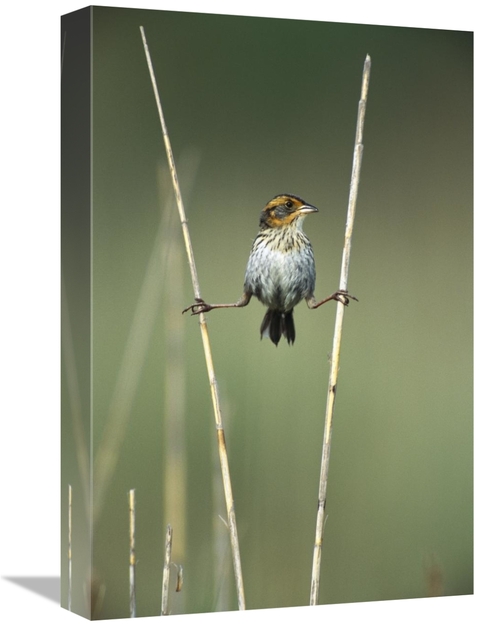 Global Gallery GCS-453281-1218-142 12 x 18 in. Sharp-Tailed Sparrow Pe