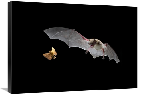 Global Gallery GCS-395697-30-142 30 in. Little Brown Bat Pursues A For