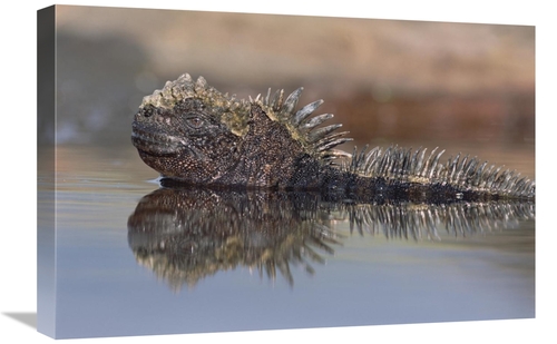 Global Gallery GCS-451515-1624-142 16 x 24 in. Marine Iguana Resting i