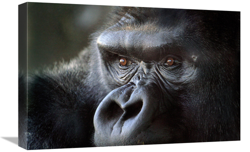Global Gallery GCS-486395-22-142 22 in. Gorilla Eyes Art Print - Vic S