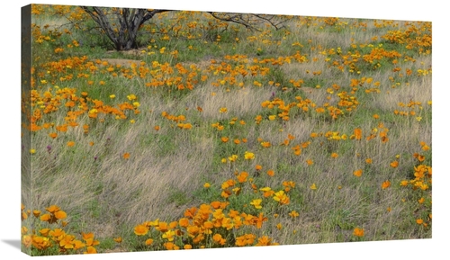 Global Gallery GCS-396282-36-142 36 in. California Poppy Meadow with G