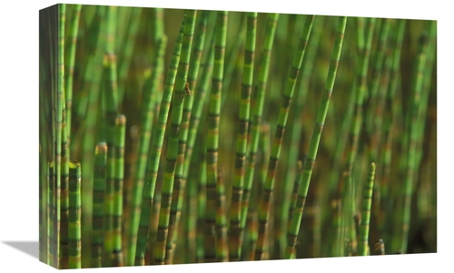 Global Gallery GCS-398550-1218-142 12 x 18 in. Horsetail Stand in A Sw