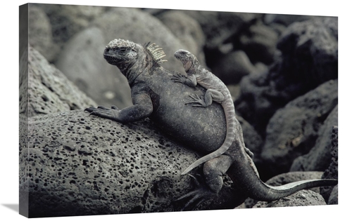 Global Gallery GCS-450810-2030-142 20 x 30 in. Marine Iguana & Juvenil