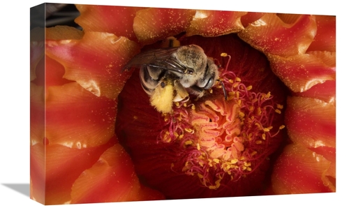 Global Gallery GCS-397742-1218-142 12 x 18 in. Cactus Bee Feeding on B