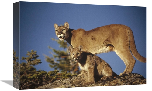 Global Gallery GCS-396867-1218-142 12 x 18 in. Mountain Lion or Cougar