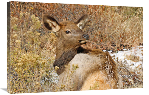 Global Gallery GCS-486521-36-142 36 in. Laying Low Art Print - Vic Sch