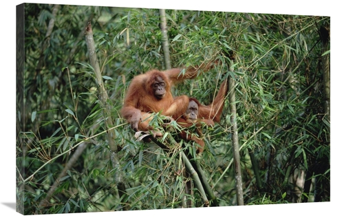 Global Gallery GCS-452338-2436-142 24 x 36 in. Orangutan Pair, Gun
