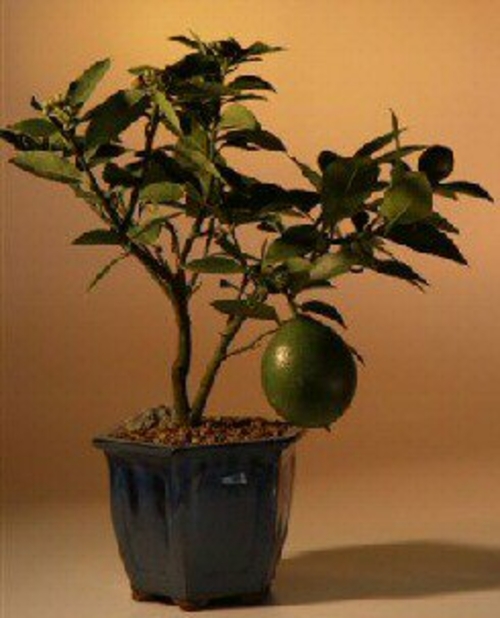 Flowering Lemon Bonsai Tree (meyer lemon)