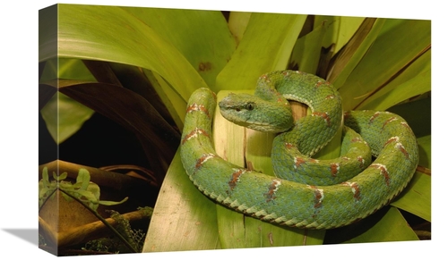 Global Gallery GCS-453189-1218-142 12 x 18 in. Eyelash VIper Venomous&