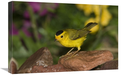 Global Gallery GCS-398302-1624-142 16 x 24 in. Wilsons Warbler Male