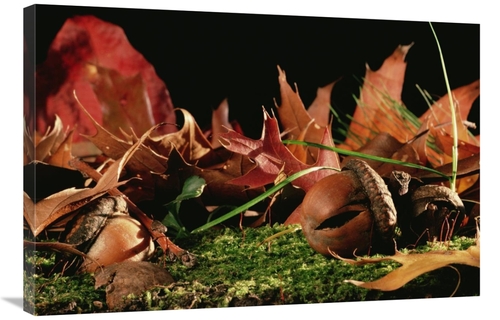 Global Gallery GCS-450688-2436-142 24 x 36 in. Northern Red Oak Tree w