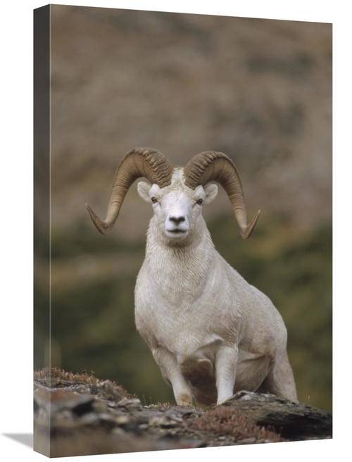 Global Gallery GCS-451891-1624-142 16 x 24 in. Dalls Sheep Ram on Rock