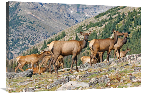 Global Gallery GCS-486539-40-142 40 in. Elk Above the Timberline Art P