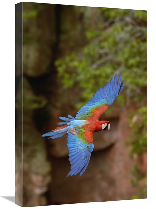 Global Gallery GCS-453221-1624-142 16 x 24 in. Red & Green Macaw Flyin