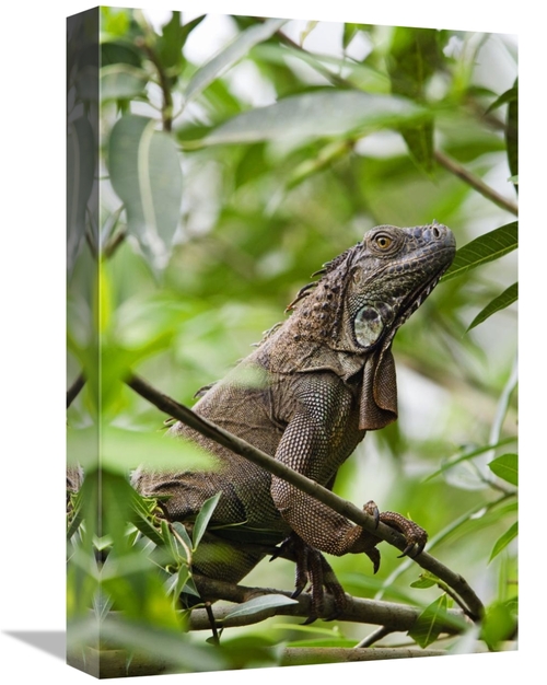 Global Gallery GCS-452683-1218-142 12 x 18 in. Green Iguana on Branche