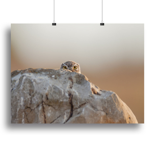 Little Owl Canvas Print or Poster