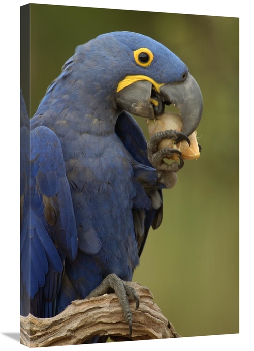Global Gallery GCS-453150-2030-142 20 x 30 in. Hyacinth Macaw in Cerra