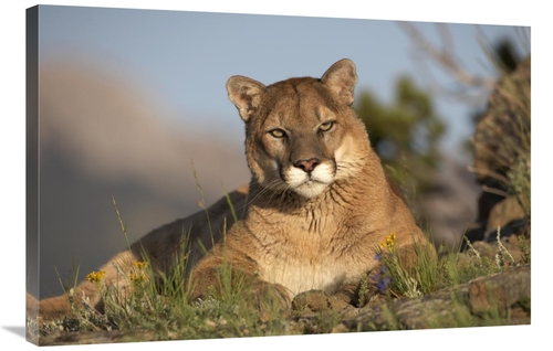 Global Gallery GCS-396078-2436-142 24 x 36 in. Mountain Lion Portrait&