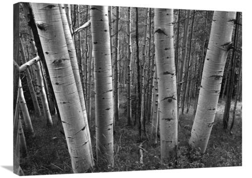 Global Gallery GCS-460932-2432-142 24 x 32 in. Aspen Forest in Spring&