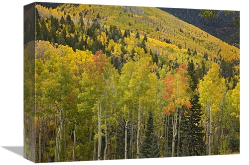 Global Gallery GCS-396872-1216-142 12 x 16 in. Aspen Trees in Autumn&#