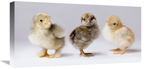 Global Gallery GCS-395728-1224-142 12 x 24 in. Domestic Chicken Chicks