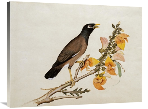 Global Gallery GCS-267815-36-142 36 in. A Minah Bird Perched on a Flow