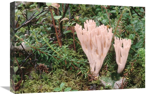 Global Gallery GCS-451870-1624-142 16 x 24 in. Fungus Growing on Fores