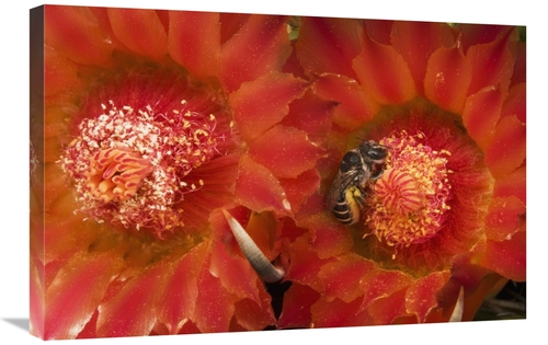 Global Gallery GCS-397743-2030-142 20 x 30 in. Cactus Bee Feeding on B