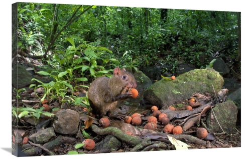 Global Gallery GCS-398543-2436-142 24 x 36 in. Agouti Feeding on Seeds