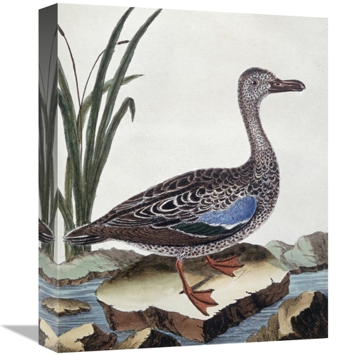 Global Gallery GCS-276932-16-142 16 in. Sarcelle - Duck De Cayenne Art