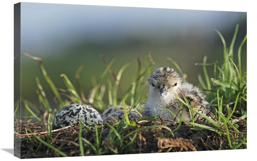 Global Gallery GCS-397472-2030-142 20 x 30 in. Black-Winged Stilt Newl