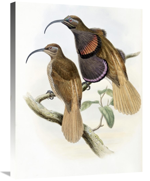 Global Gallery GCS-277738-30-142 30 in. Bennetts Bird of Paradise Art 