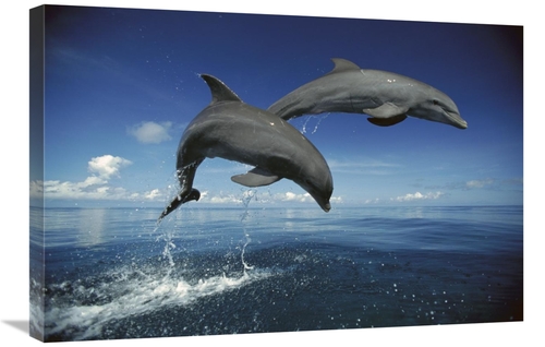Global Gallery GCS-398472-2030-142 20 x 30 in. Bottlenose Dolphin Pair