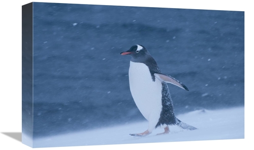 Global Gallery GCS-453653-1218-142 12 x 18 in. Gentoo Penguin in Snow 