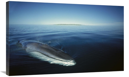 Global Gallery GCS-451687-36-142 36 in. Fin Whale At Winter Feeding Gr