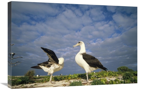 Global Gallery GCS-451424-2030-142 20 x 30 in. Laysan Albatross Courts