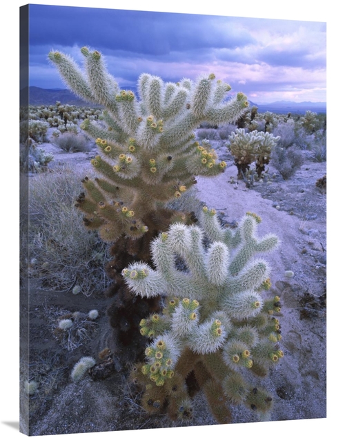 Global Gallery GCS-397116-3040-142 30 x 40 in. Teddy Bear Cholla or Ju
